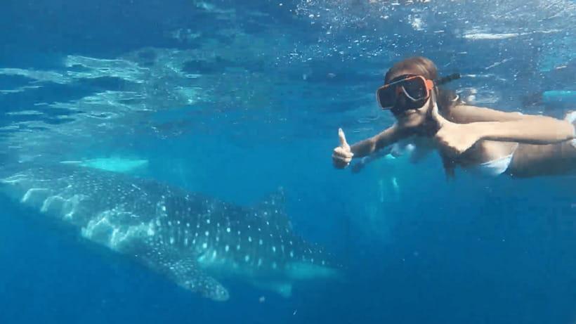 Cebu: Oslob Whale Shark and Moalboal Snorkeling Tour - Oslob whale sharks before the roads fill