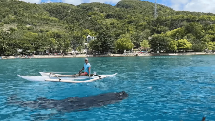 Cebu: Oslob Whale Shark and Moalboal Snorkeling Tour - Moalboal’s sardine run and coral water