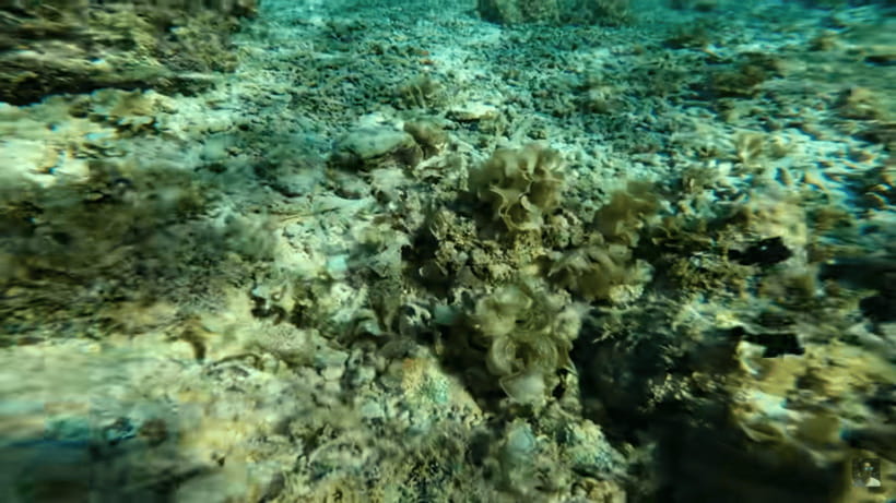 Cebu: Oslob Whale Shark and Moalboal Snorkeling Tour - A private car, but an early and demanding day