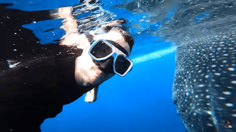 Cebu: Oslob Whale Shark and Moalboal Snorkeling Tour - Guides, safety, and the conservation rules