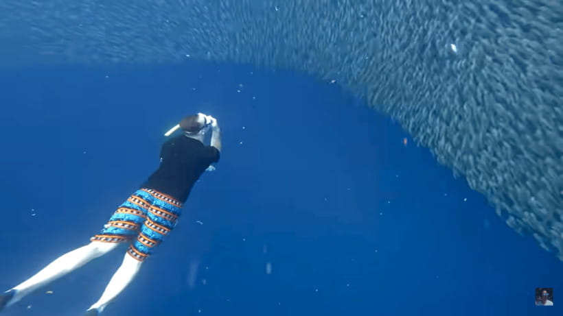 Cebu: Oslob Whale Shark and Moalboal Snorkeling Tour - Who will get the most from this Cebu day trip