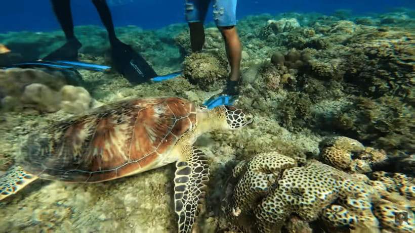 Cebu: Oslob Whale Shark and Moalboal Snorkeling Tour - How to make the day run better