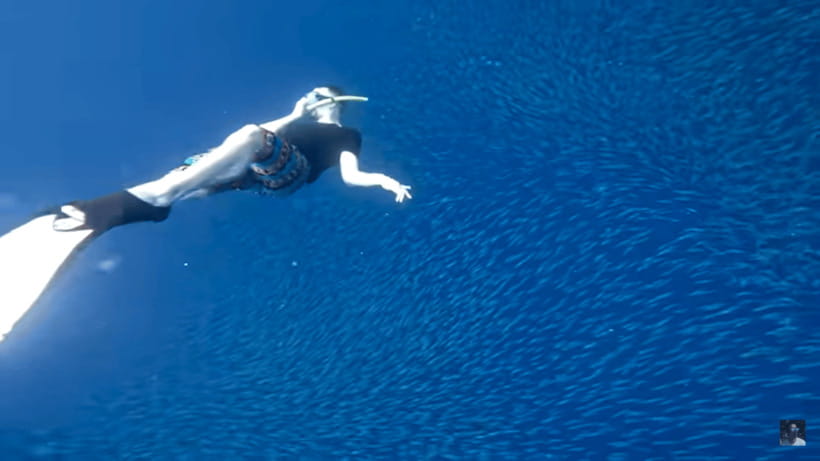 Cebu: Oslob Whale Shark and Moalboal Snorkeling Tour - Should you book the Oslob and Moalboal combination?