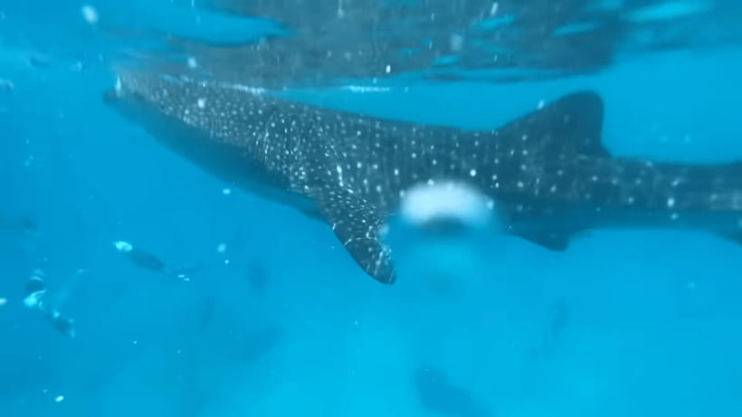 Cebu: Oslob Whale Shark and Moalboal Snorkeling Tour - Breakfast and a useful pause in Oslob
