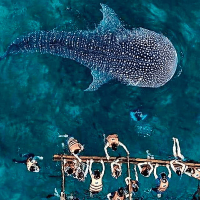 Cebu: Oslob Whale Shark, Sumilon, Ruins, Simala Church - A 3 AM start for Oslob’s whale sharks