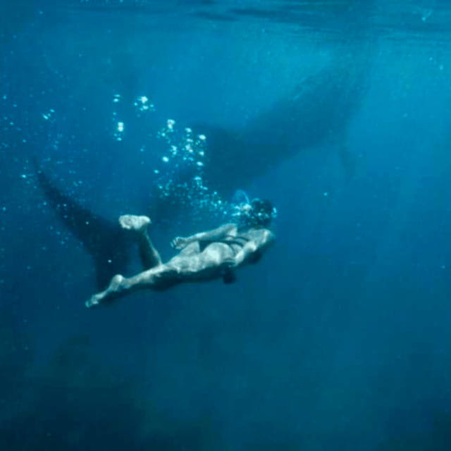 Cebu: Oslob Whale Shark, Sumilon, Ruins, Simala Church - Swimming beside whale sharks in Oslob