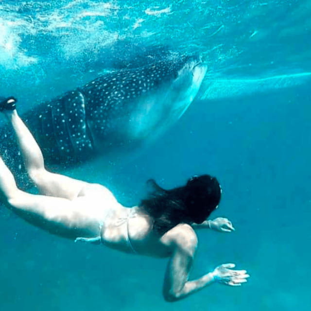 Cebu: Oslob Whale Shark, Sumilon, Ruins, Simala Church - Cuartel Ruins and Museo Oslob