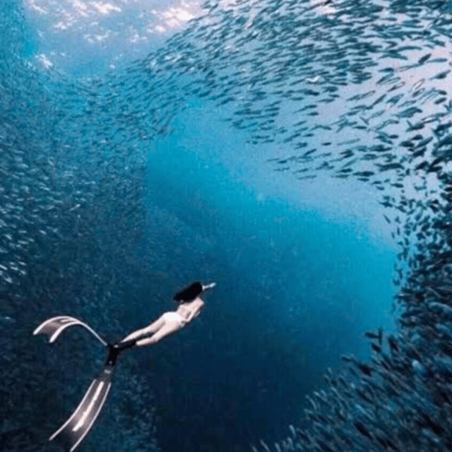 Cebu: Oslob Whale Shark, Sumilon, Ruins, Simala Church - What the $117 price really covers