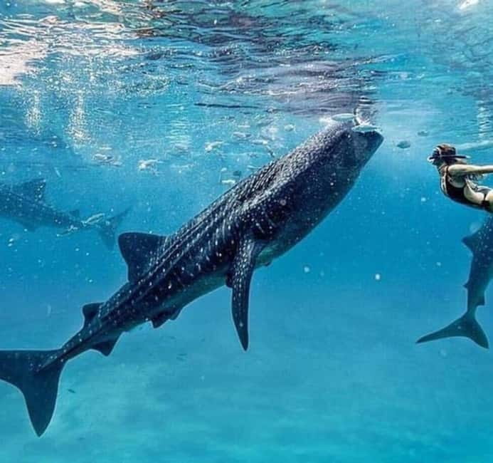 Cebu: Oslob Whale Shark Swim and Sumilon Island Day Tour - Key points to know before booking