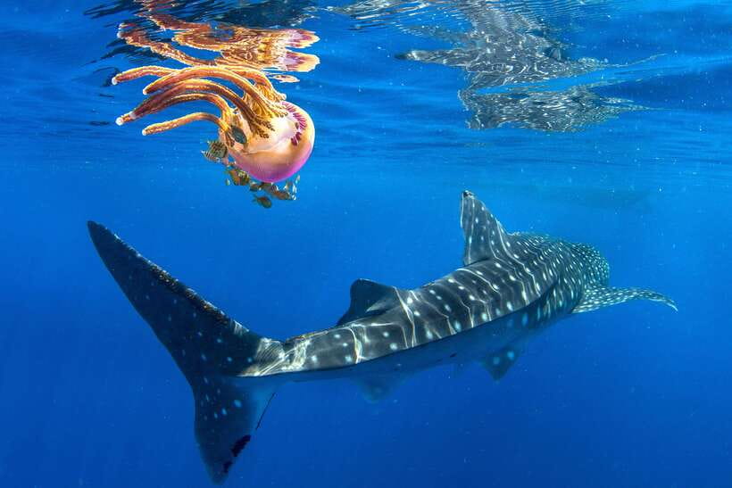 Cebu: Oslob Whale Shark Swim and Sumilon Island Day Tour - What the Oslob whale shark swim is really like
