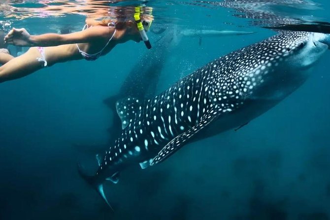 Cebu: Oslob Whale Shark Swimming and Kawasan Falls Canyoneering - Two Cebu adventures packed into one day