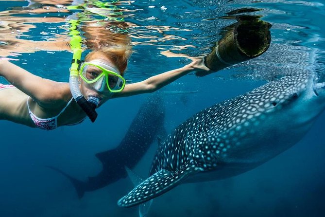 Cebu: Oslob Whale Shark Swimming and Kawasan Falls Canyoneering - Swimming beside Oslob’s whale sharks