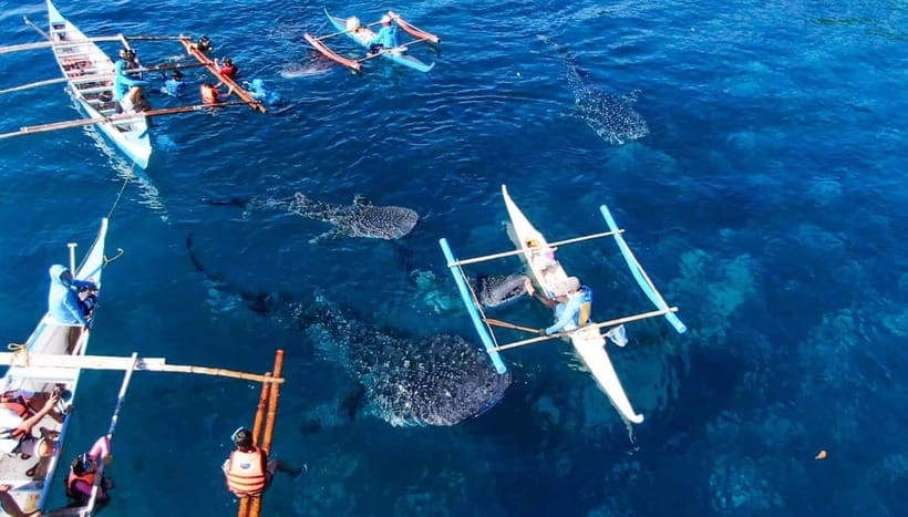 Cebu: Oslob Whale Shark Swimming and Tumalog Falls Tour - Why the whale sharks make this a big Cebu day