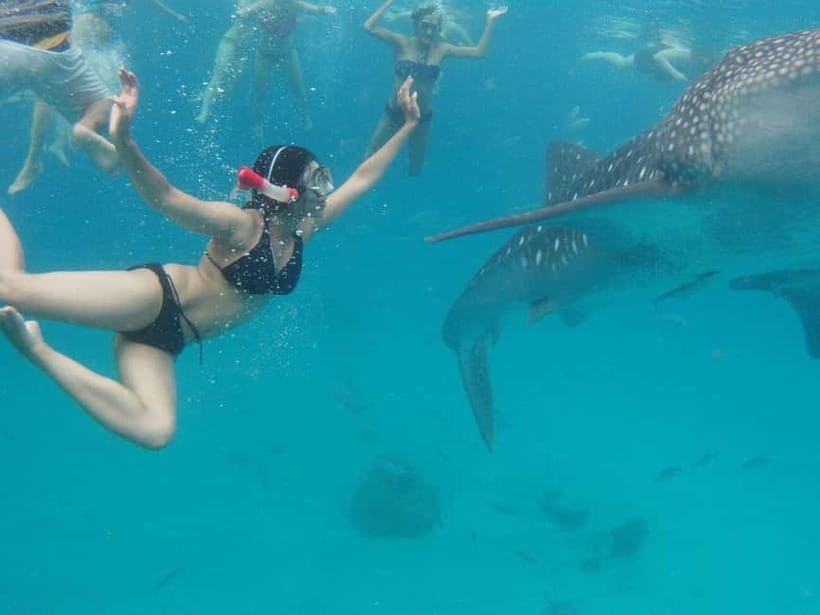 Cebu: Oslob Whale Shark Swimming and Tumalog Falls Tour - Breakfast before the water