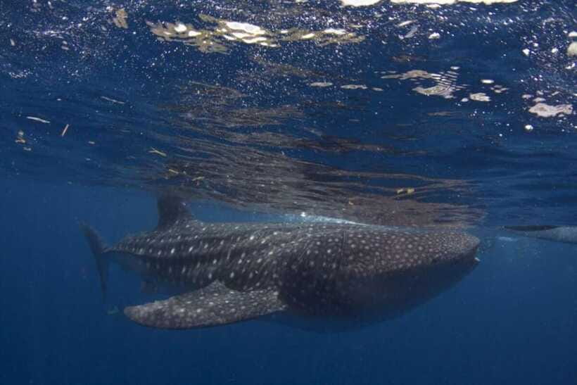 Cebu: Oslob Whale Shark Swimming and Tumalog Falls Tour - What the $79 price really covers