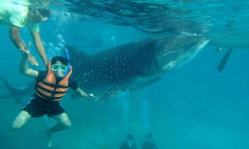 Cebu: Oslob Whale Shark Swimming and Tumalog Falls Tour - Who should book this southern Cebu trip