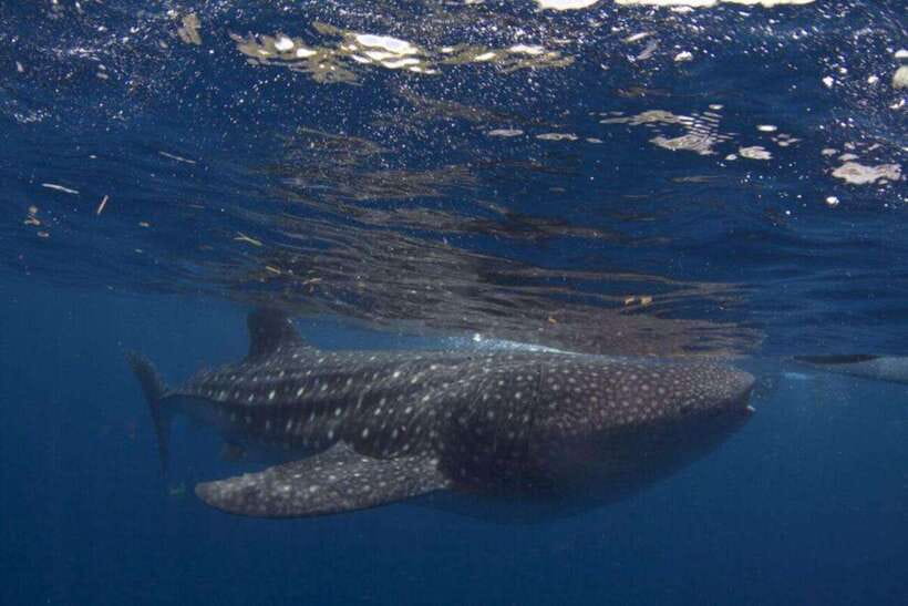Cebu: Oslob Whale Shark Swimming and Tumalog Falls Tour - The 2:00 AM pickup and long southern drive