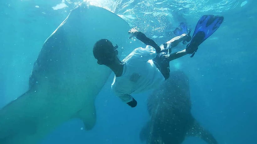 Cebu Oslob Whale Shark Swimming & Kawasan Falls Canyoneering - One big day from Cebu to the south coast