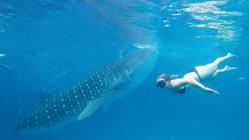 Cebu Oslob Whale Shark Swimming & Kawasan Falls Canyoneering - Lunch, equipment, and the details that affect value