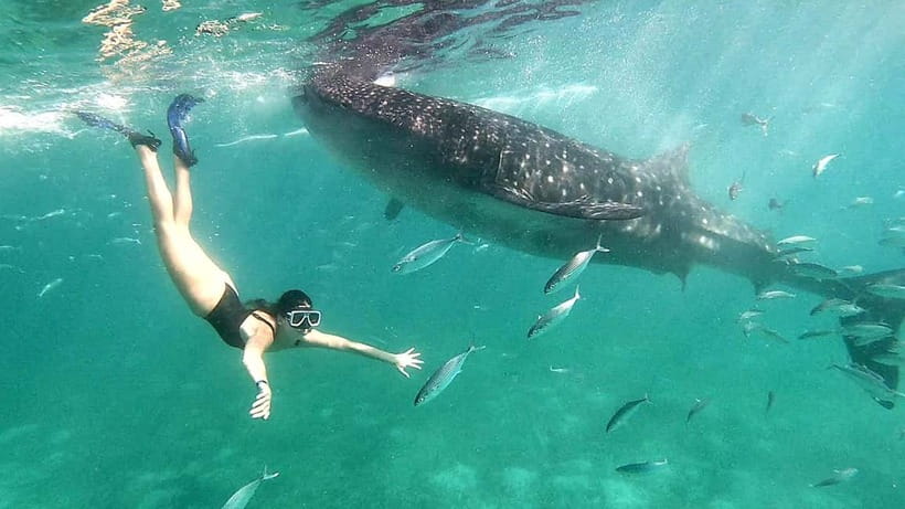 Cebu Oslob Whale Shark Swimming & Kawasan Falls Canyoneering - Oslob whale sharks at sunrise