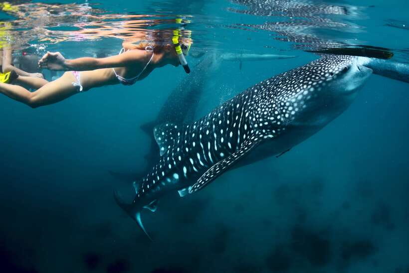 Cebu: Oslob Whale Shark Swimming - Breakfast and orientation before the water
