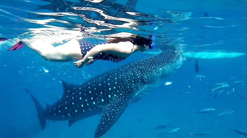 Cebu Oslob: Whale Shark Watching Experience - Key points to know before booking