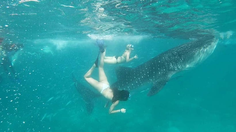 Cebu Oslob: Whale Shark Watching Experience - Practical packing advice for a smoother morning