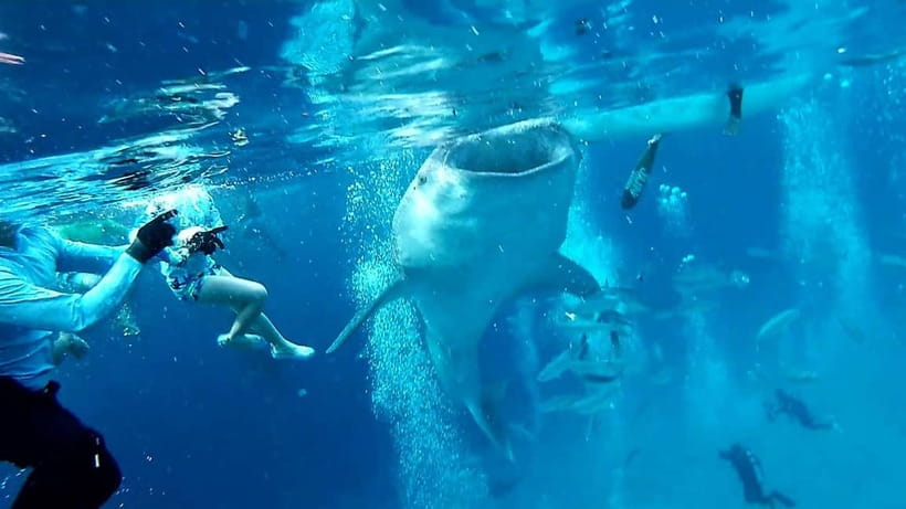 Cebu Oslob: Whale Shark Watching Experience - The real appeal: a close look at Oslob’s whale sharks