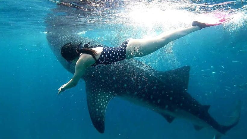 Cebu Oslob: Whale Shark Watching Experience - The boat ride and the water session