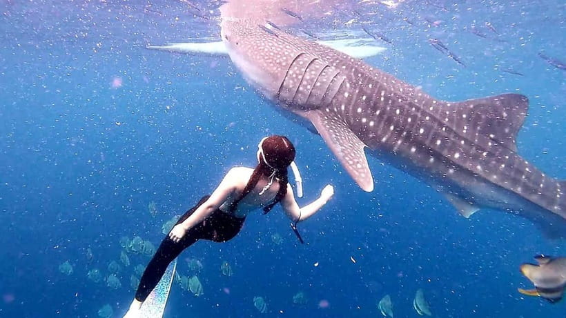 Cebu Oslob: Whale Shark Watching Experience - What happens after the swim