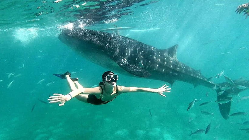 Cebu Oslob: Whale Shark Watching Experience - Adding Tumalog Falls or Sumilon Island
