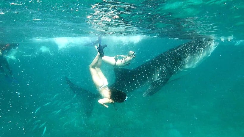 Cebu Oslob: Whale Shark Watching Experience - What the $86 price covers