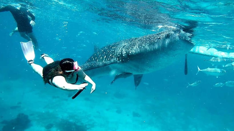 Cebu Oslob: Whale Shark Watching Experience - Who will enjoy this trip most