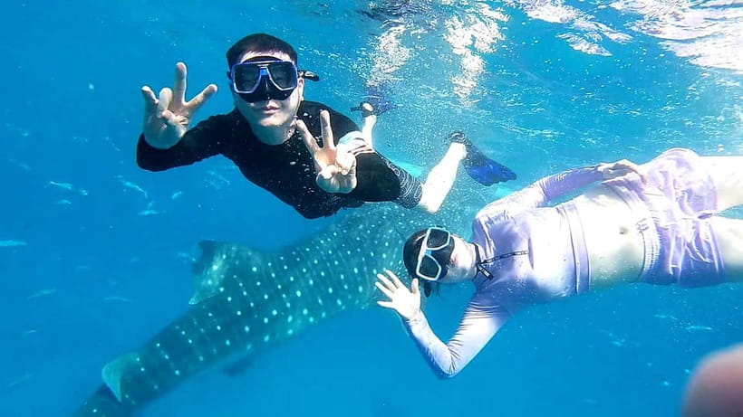 Cebu Oslob: Whale Shark Watching Experience - Why the 2:00 AM pickup matters