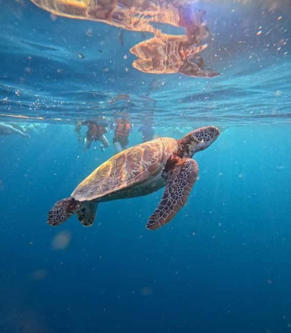Cebu: Oslob Whale Sharks, Moalboal Sardine Run & Turtles - Cebu’s Three Big Marine Encounters