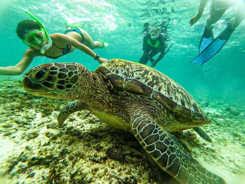 Cebu: Oslob Whale Sharks, Moalboal Sardine Run & Turtles - Who Should Book This Experience?