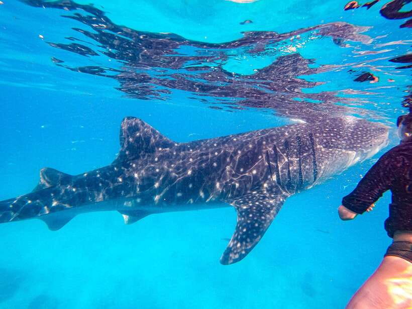 Cebu: Oslob Whale Sharks, Moalboal Sardine Run & Turtles - Why This Cebu Day Trip Works