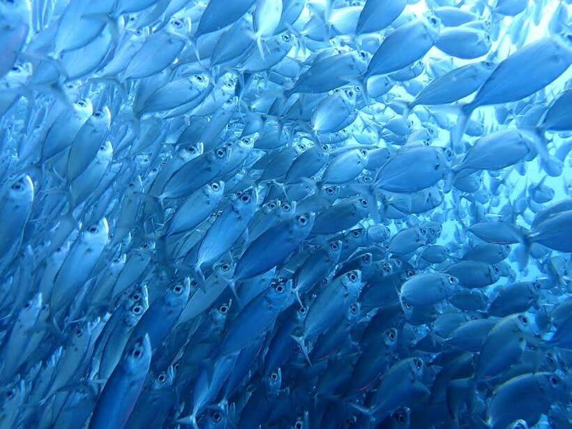 Cebu: Oslob Whale Sharks, Moalboal Sardine Run & Turtles - Oslob Whale Sharks: Big Animals, Busy Shoreline