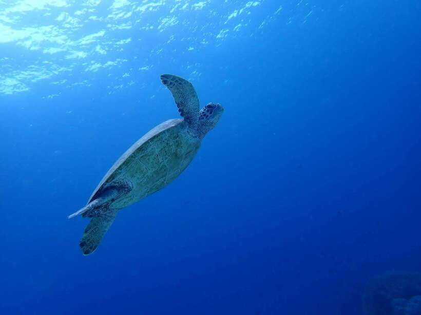 Cebu: Oslob Whale Sharks, Moalboal Sardine Run & Turtles - How the Guides Improve the Day