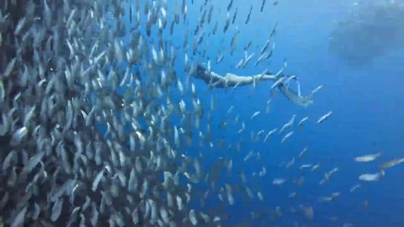 Cebu: Oslob Whale Sharks, Tumalog Falls & Sardine Snorkeling - Key points to know before booking