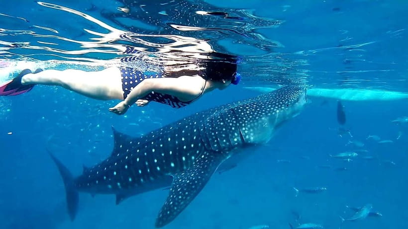 Cebu: Oslob Whale Sharks, Tumalog Falls & Sardine Snorkeling - Should you book the Oslob, Tumalog Falls, and Moalboal tour?