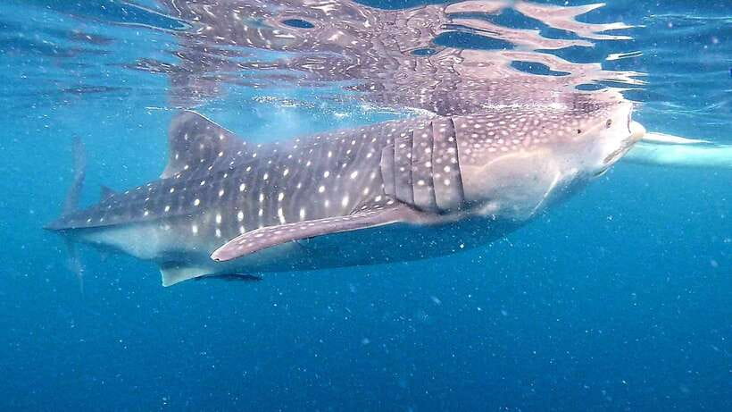 Cebu: Oslob Whale Sharks, Tumalog Falls & Sardine Snorkeling - Why this Cebu day trip is such a full experience
