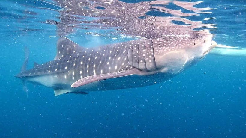 Cebu: Oslob Whale Sharks, Tumalog Falls & Sardine Snorkeling - Tumalog Falls offers the day’s calmest pause