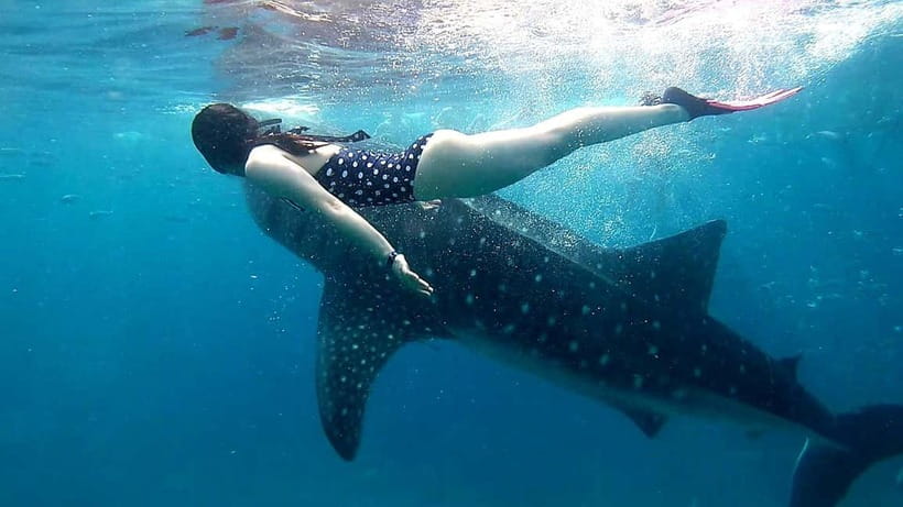 Cebu: Oslob Whale Sharks, Tumalog Falls & Sardine Snorkeling - Guide service can make or break a long day