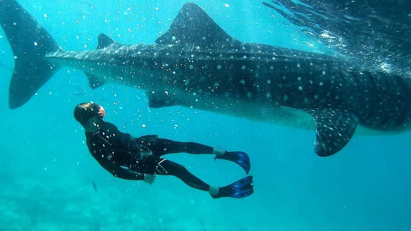 Cebu: Oslob Whale Sharks, Tumalog Falls & Sardine Snorkeling - Who should book this experience?