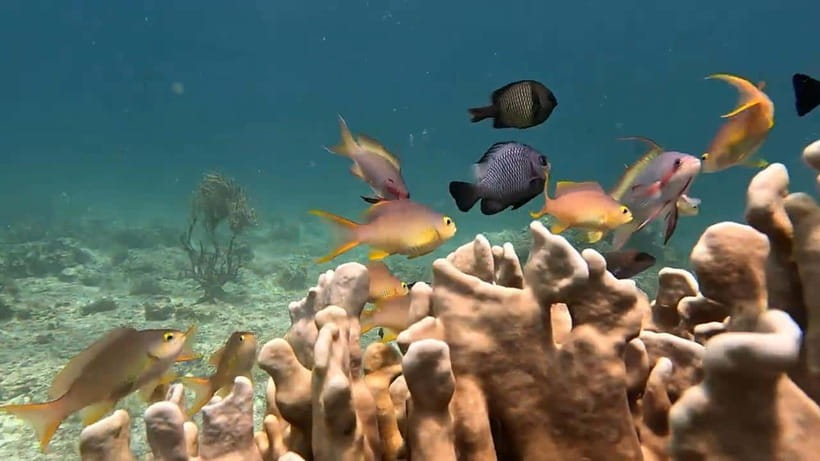Cebu: Oslob Whale Sharks, Tumalog Falls & Sardine Snorkeling - Oslob whale sharks: thrilling, crowded, and carefully managed