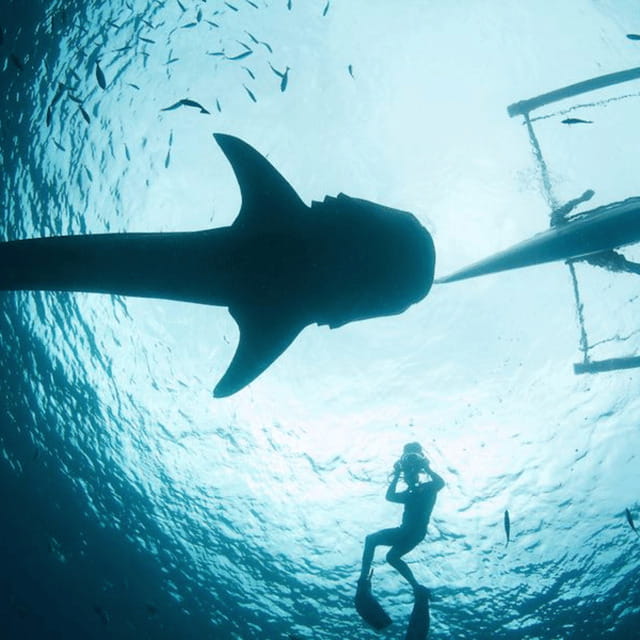 Cebu: Oslob Whaleshark Experience Shared Tour - Why Oslob’s whale sharks are the main event