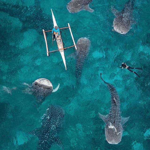 Cebu: Oslob Whaleshark Experience Shared Tour - What happens at the Oslob whale shark area