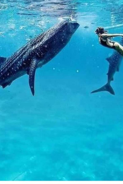 Cebu: Oslob Whaleshark Experience Shared Tour - Sightseeing, shopping, and the return to Cebu