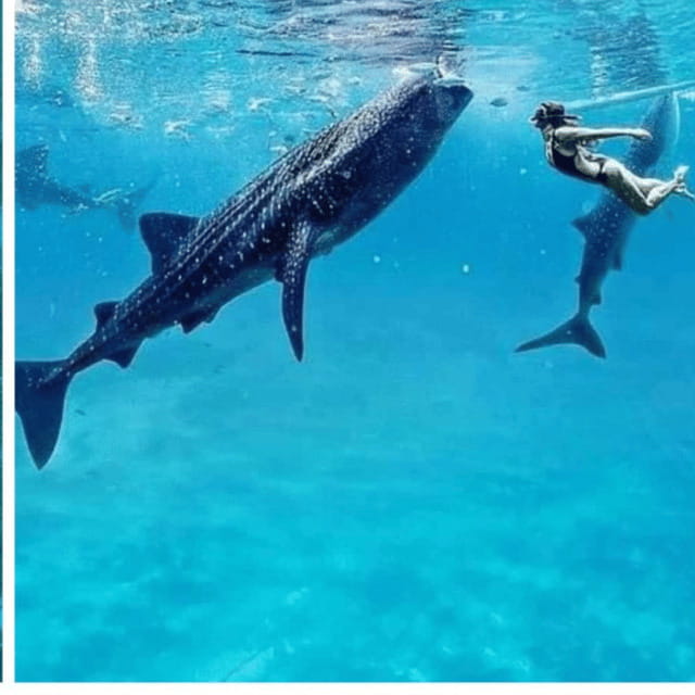 Cebu: Oslob Whaleshark Experience Shared Tour - The long road from Cebu City to Oslob